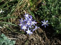 Ladonička (Chionodoxa hybrida)