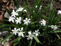Ladonička (Chionodoxa hybrida)