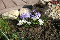 Ladonička (Chionodoxa)