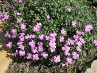Tařička (Aubrieta)