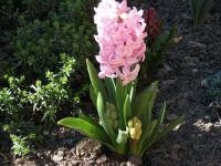Hyacint (Hyacinthus)
