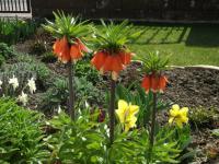 Řebčík královský (Fritillaria imperialis)