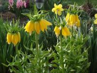 Řebčík královský (Fritillaria imperialis)