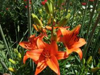 Lilie (Lilium)