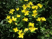 Pupalka (Oenothera)
