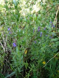 Yzop lékarský (Hyssopus officinalis)