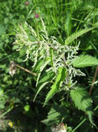 Kopřiva dvoudomá (Urtica dioica)