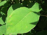 Křídlatka japonská (Reynoutria japonica)