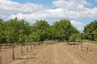 Mladé i vzrostlé ořešáky v Želešicích