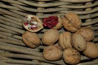 Po sklizni vlašských ořechů je třeba dbát na jejich vysušení, jinak zplěsnivějí