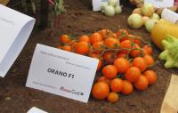 Lilek rajče 'Orano F1' (Solanum lycopersicum)