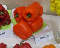 Paprika setá 'Kubista F1' (Capsicum annuum)