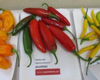 Paprika setá 'Jalapeno' (Capsicum annuum)