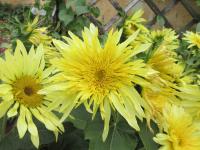 Slunečnice roční 'Lemon Cutie' (Helianthus annuus)