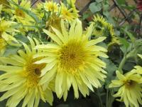 Slunečnice roční 'Lemon Cutie' (Helianthus annuus)