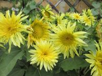 Slunečnice roční 'Lemon Cutie' (Helianthus annuus)