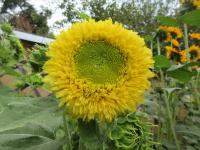 Slunečnice roční 'Gummy Bear' (Helianthus annuus)