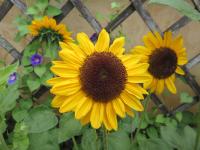 Slunečnice roční 'Tanja' (Helianthus annuus)