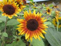 Slunečnice roční 'Ring of Fire' (Helianthus annuus)