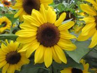 Slunečnice roční 'Dancing Sun' (Helianthus annuus)