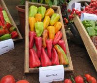 Paprika setá 'Demetra F1' (Capsicum annuum) Paprika setá 'Demetra F1' (Capsicum annuum)