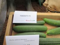 Okurka setá 'Twenty F1'