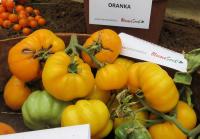 Lilek rajče 'Yellowstone'