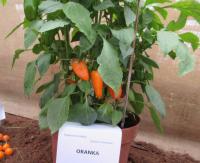 Paprika setá 'Oranka'