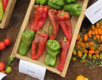 Paprika setá 'Fatima' (Capsicum annuum)