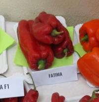 Paprika setá 'Fatima' (Capsicum annuum)