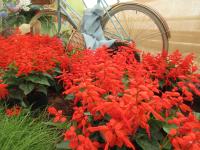 Šalvěj zářivá (Salvia splendens)