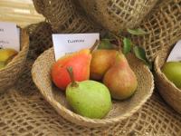 Hrušeň obecná 'Clappova'