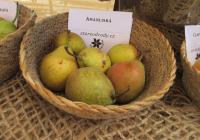 Hrušeň obecná 'Amanliská' (Pyrus communis)