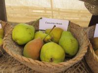Hrušeň obecná 'Čáslavka pravá' (Pyrus communis)