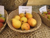Hrušeň obecná 'Williamsova'