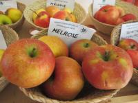 Jabloň domácí 'Melrose' (Malus domestica)