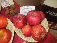 Jabloň domácí 'Malinové hornokrajské' (Malus domestica)