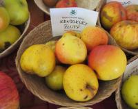 Jabloň domácí 'Krasokvět žlutý' (Malus domestica)