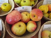 Jabloň domácí 'Královnino' (Malus domestica)