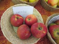 Jabloň domácí 'Karmína' (Malus domestica)