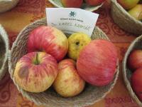 Jabloň domácí 'Dr Karel Kramář' (Malus domestica)