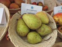 Hrušeň obecná 'Pařížanka'