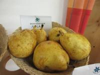 Hrušeň obecná 'Nela'