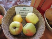 Jabloň domácí 'Zvonkové' (Malus domestica)