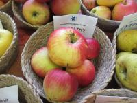 Jabloň domácí 'Wealthy' (Malus domestica)