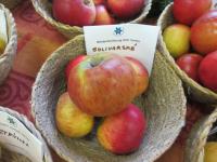 Jabloň domácí 'Solivarské ušlechtilé' (Malus domestica)