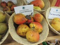 Hrušeň obecná 'Sterkmanova'