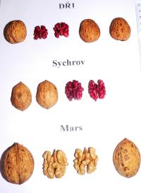 Srovnání červených ořechů s hvězdným Marsem