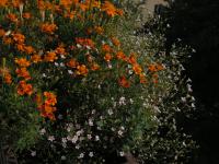 Kvetoucí aksamitník (Tagetes)
