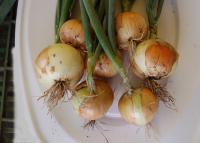 Cibule kuchyňská Augusta (Allium cepa)